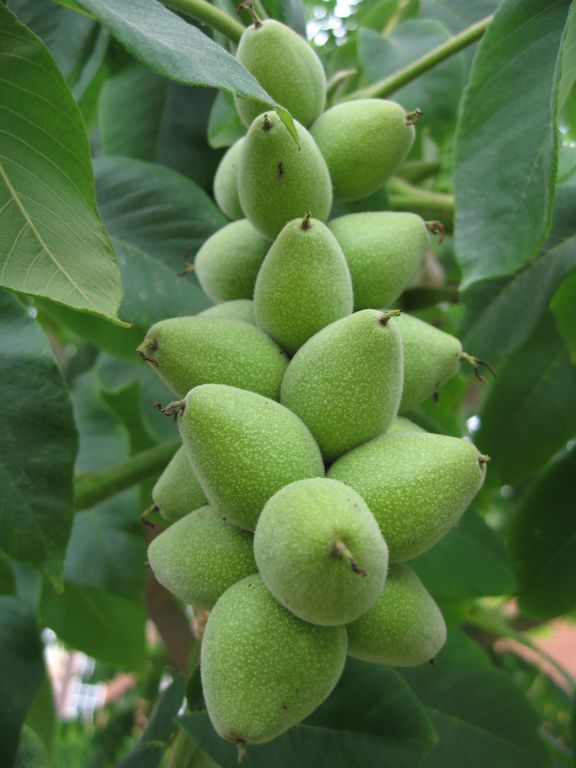 Japanese walnuts, Juglans ailanthifolia
