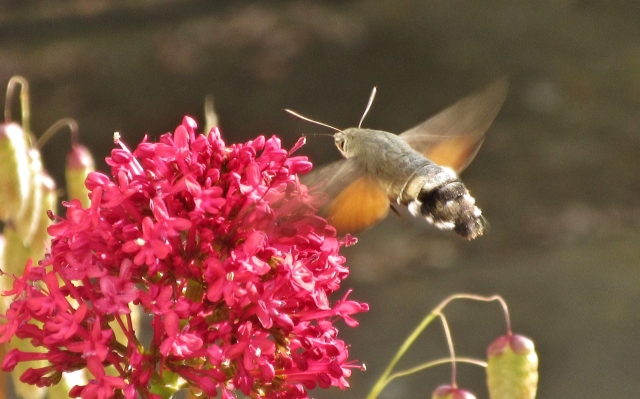 Humming-bird Hawk Moth supping red valerian