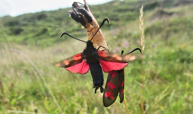 6-spotted Burnet moths