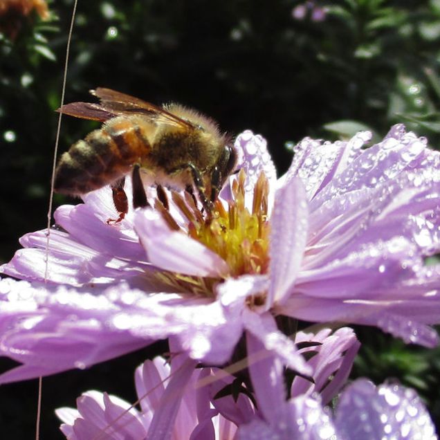 Honey bee on Aster