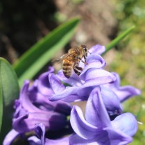 Honey bee on hyacinth