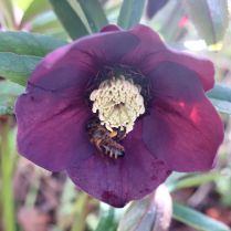 Bee with bulging pollen sacks on hellebore