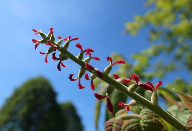 Juglans ailantifolia female flowers
