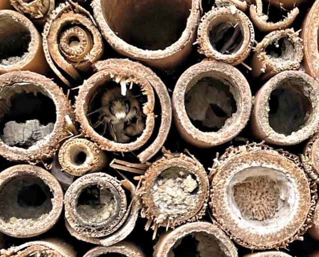 Red mason bee in bee hotel